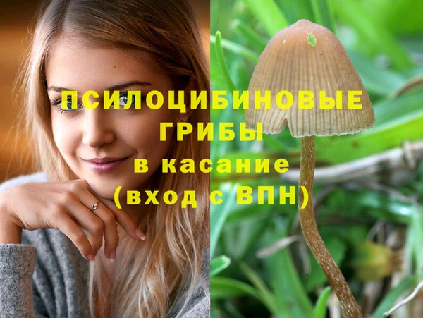 сатива Каменногорск